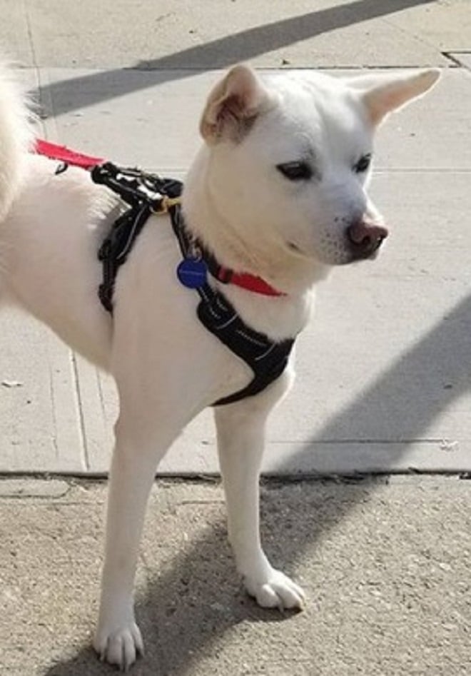 Собака на прогулке