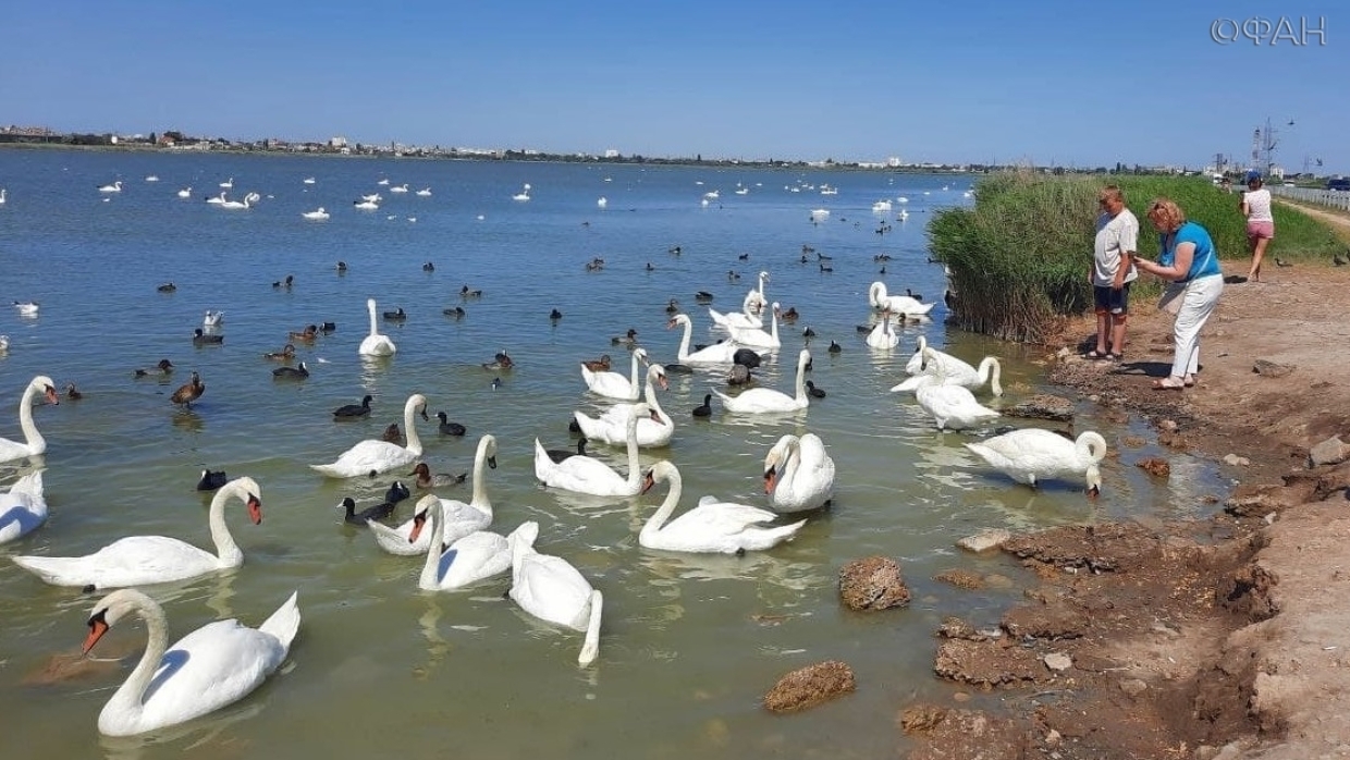 Где в Крыму найти Лебединое озеро Общество