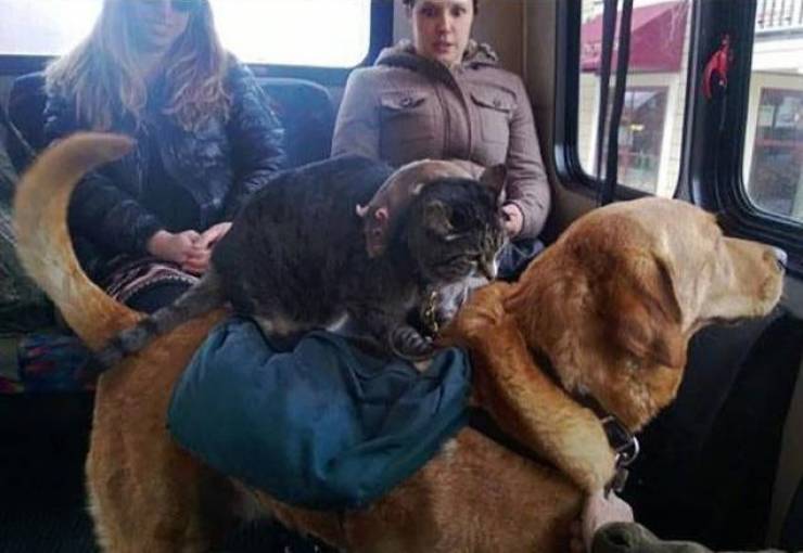 Подборка прикольных картинок Подборка прикольных картинок приколы,смешные картинки,юмор