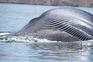 Виды китов: список, фото. Зубатые киты: виды