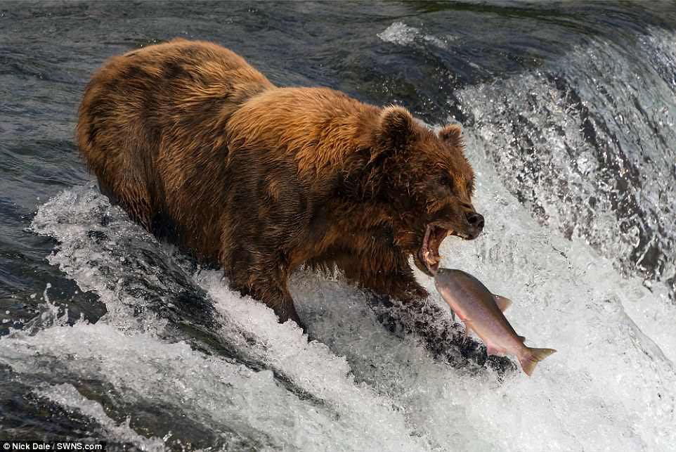 Медведь-рыболов у вершины водопада Брукс, штат Аляска