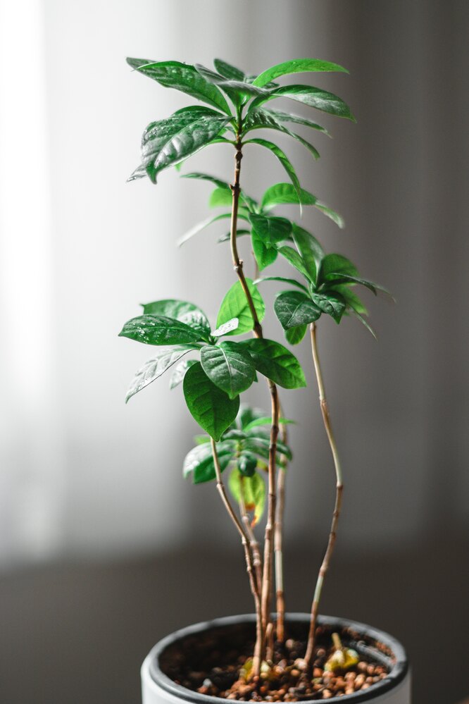 Как заставить ваше кофейное дерево цвести и плодоносить: это не так сложно, как кажется комнатные растения,садоводство