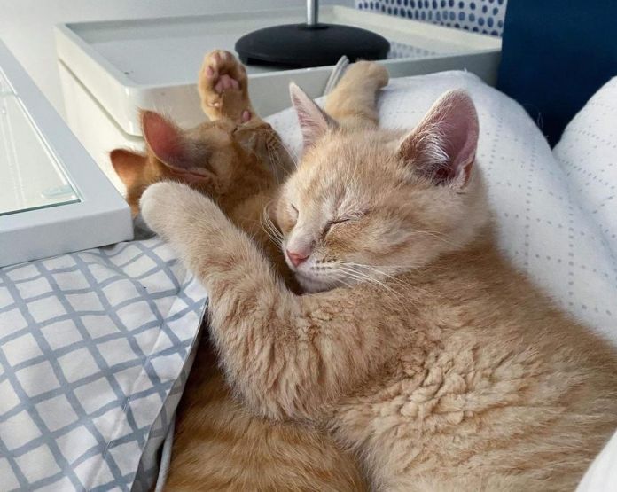 Без кота и жизнь не та