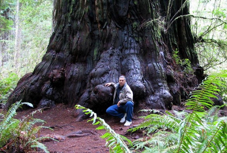 Царапая небо ветвями: самые высокие деревья мира sempervirens, Местоположение, Sequoia, Калифорния, Диаметр, Дерево, РедвудКрик, деревьев, дерево, Гумбольдт, дерева, самое, высокое, Редвудс, Гиперион, самым, высота, Приток, общественности, Гелиос