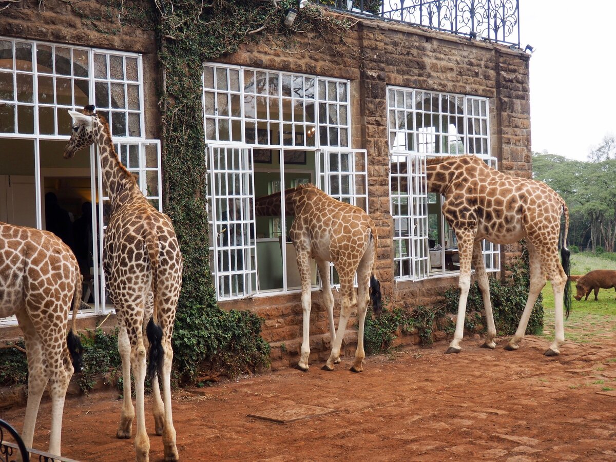 Увидеть и умереть. - усадьба жирафов жирафы,Кения,отдых,путешествие,турист,усадьба жирафов