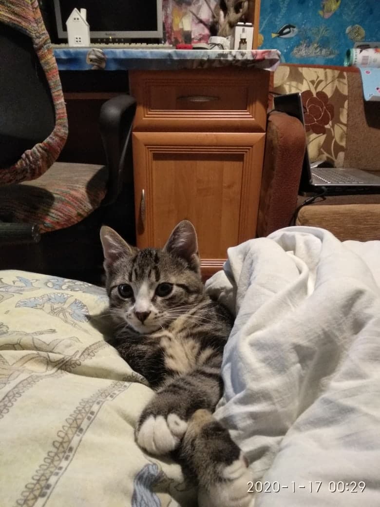 кот в кровати