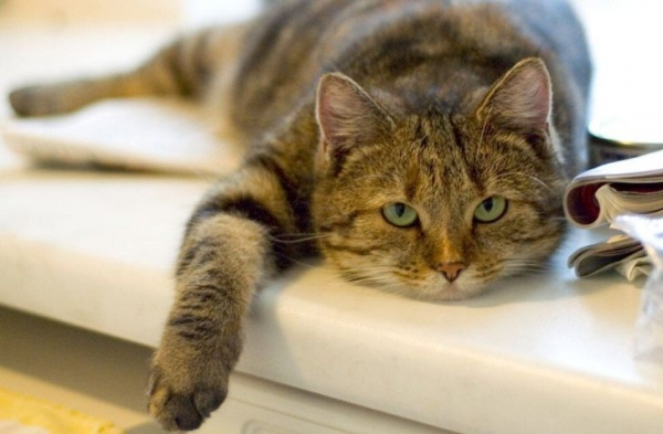 Надоели обои? Хотите новый диван? Надоели обои? Хотите новый диван? веселые картинки,животные,позитив,Смешные животные