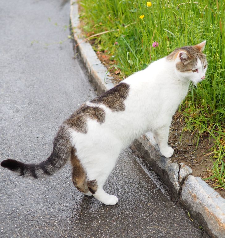 20+ ситуаций в старой доброй Европе, которые вызывают у приезжих культурный шок 20+ ситуаций в старой доброй Европе, которые вызывают у приезжих культурный шок Европа,культурный шок