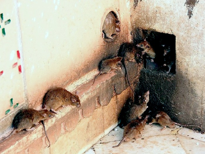 Крыса-животное-Описание-и-образ-жизни-серой-крысы-3
