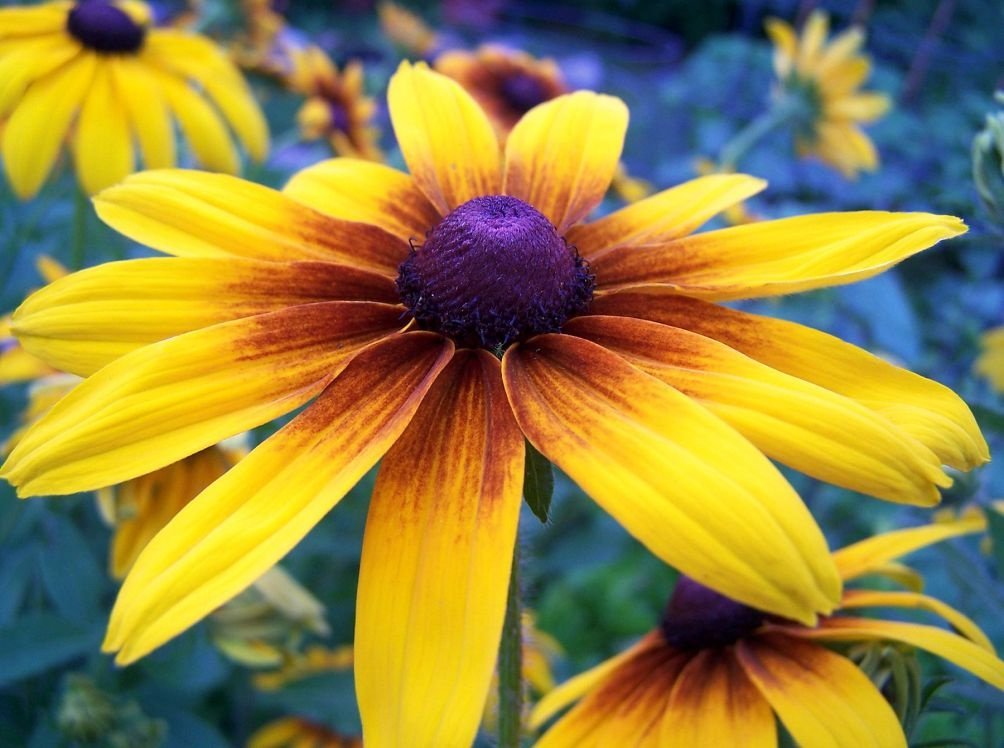 Апрельские посевы цветов и декоративных растений рассада цветов в апреле