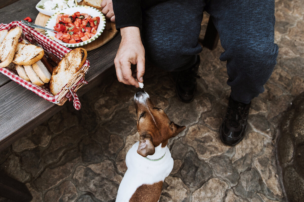 Кого собака выберет хозяином? Расследование с лапами и хвостом