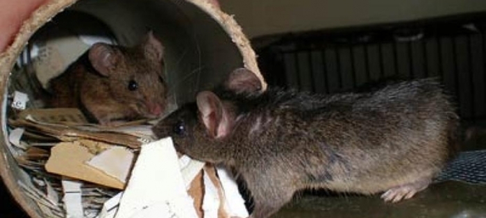 Крыса и мышь - опасные соседи. |Фото: rcge.by.