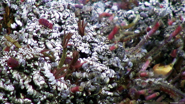 Кто это курит на дне океана? морские обитатели,океан,природа,тайны и загадки