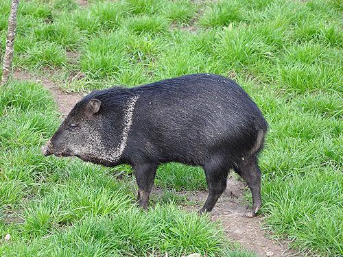 Мускусная свинья – это пекари. Мускусная свинья – название пекариевых кабанчиков