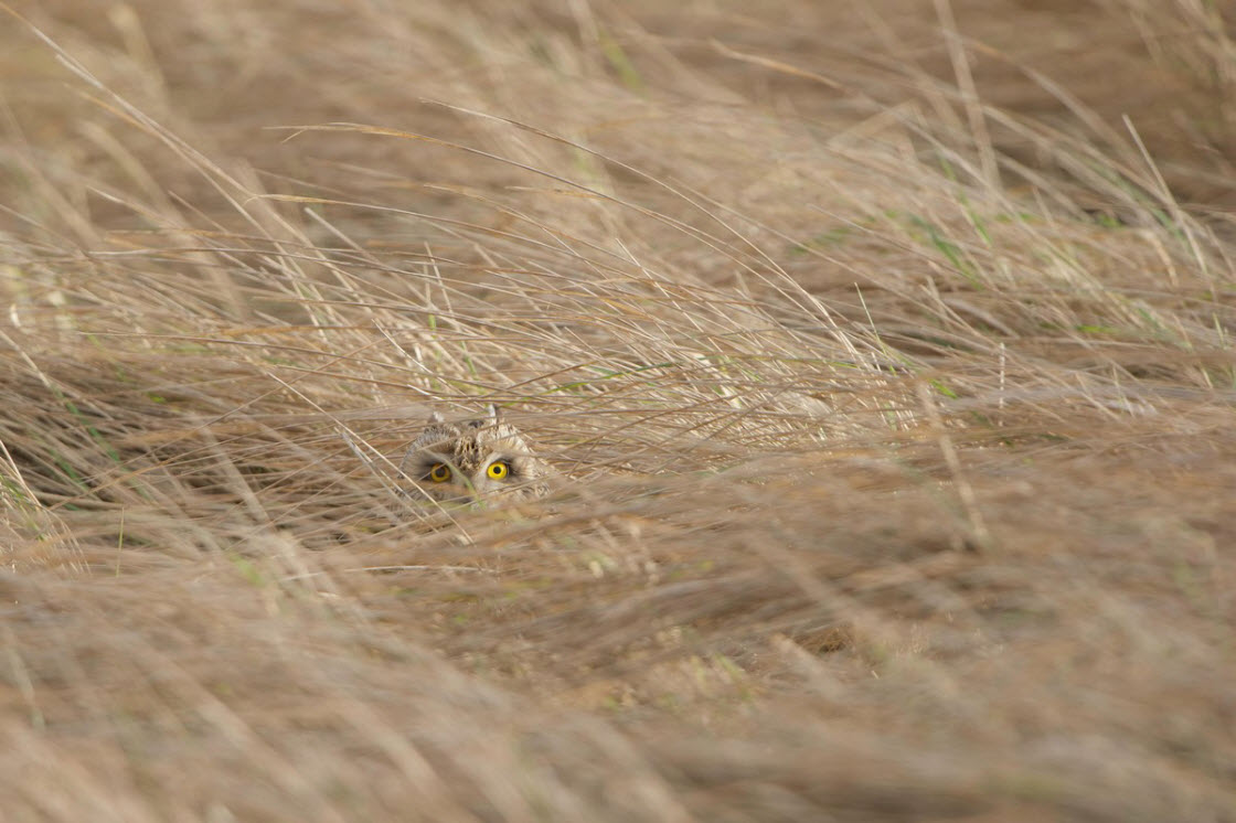 Короли камуфляжа из животного мира Короли камуфляжа из животного мира животные