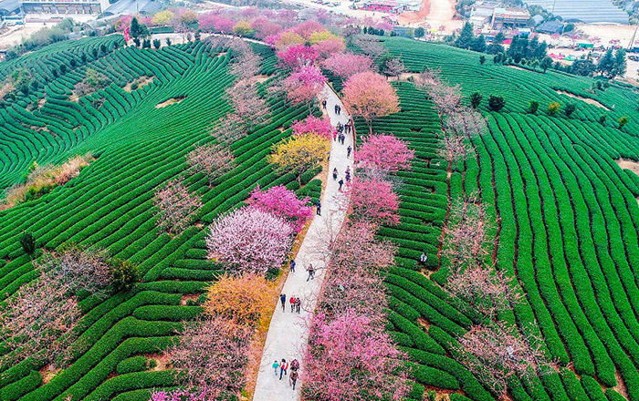 Цветение сакуры в Китае