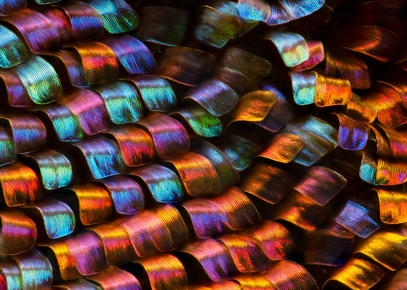 Невероятный мир под микроскопом: 22 фото, которые заставят вас увидеть все по-новому