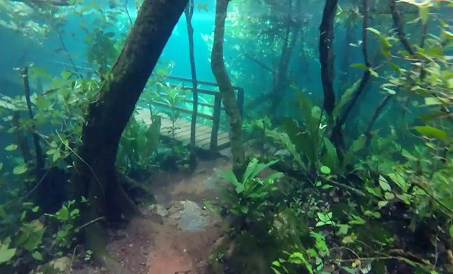 Уровень реки в джунглях поднялся и превратил окружающий лес в подводный мир с другой планеты. Видео
