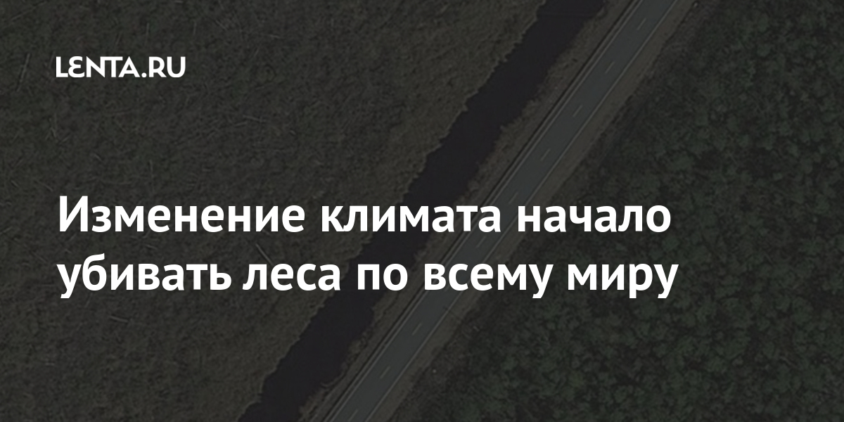 Изменение климата начало убивать леса по всему миру Наука и техника