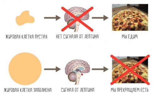 Я не набрала вес после голодания. Замедление метаболизма