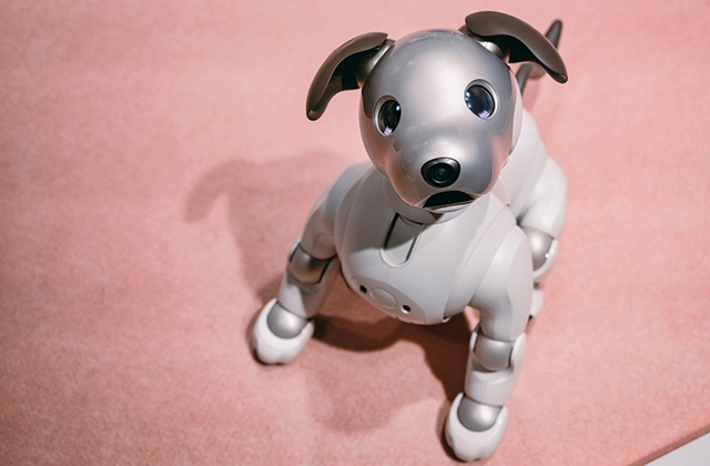 собака-робот, япония