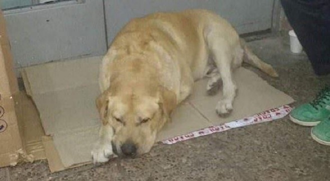 Пес надеялся, что хозяин выйдет из больницы и заберет его домой, не зная, что видит его в последний раз Пес надеялся, что хозяин выйдет из больницы и заберет его домой, не зная, что видит его в последний раз истории из жизни