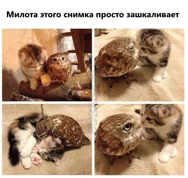 Прикольные мемы для любителей животных Прикольные мемы для любителей животных