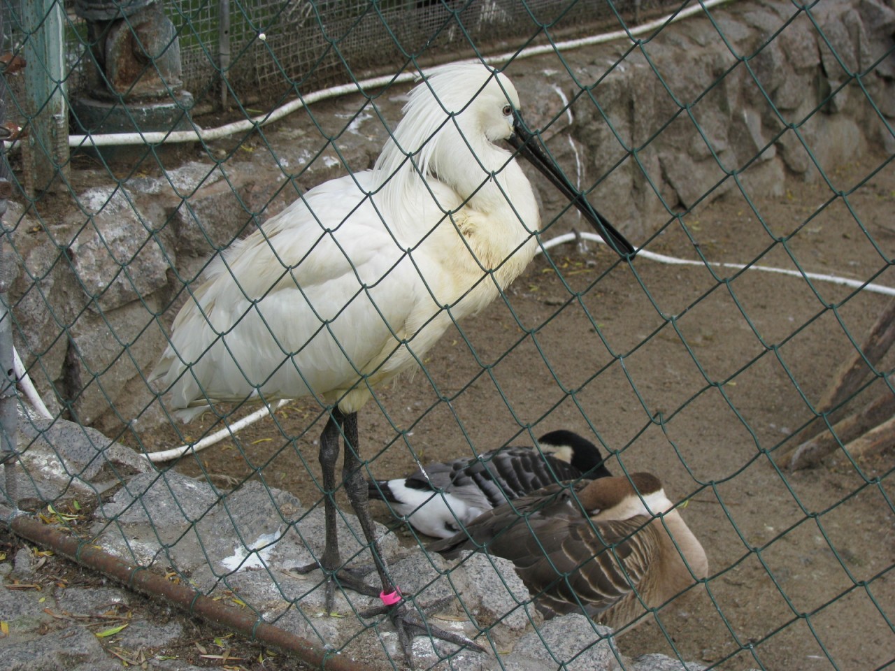 контактный зоопарк с тиграми. где в зоопарке у зверей. маршак детки в клетке кенгуру. где в зоопарке у зверей. где в зоопарке у зверей.