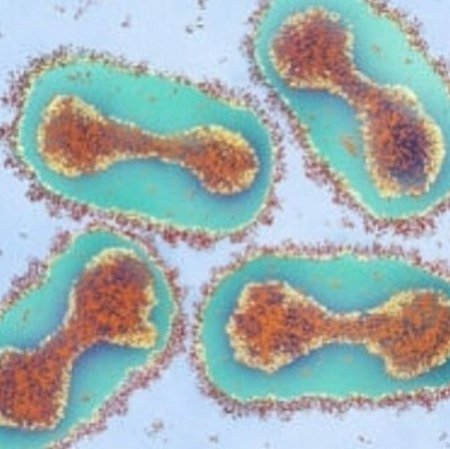 Красота внутри: микробиолог из Уфы показывает в инстаграме вирусы и бактерии, которые живут в нас вирус, микробиолог, микроорганизм