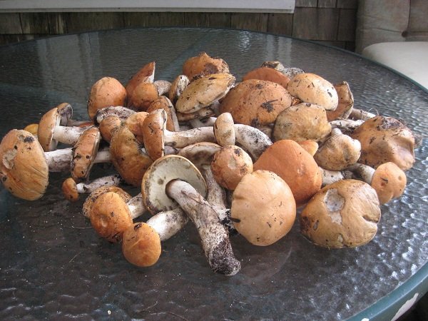 Деревенская Америка Деревенская Америка заграница,путешествие,страны,туризм