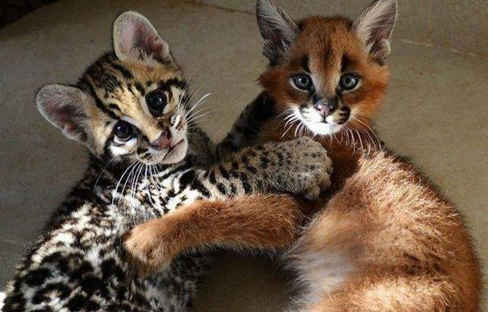 Забавные и смешные фото приколы из сети красивые фотографии,приколы,фото приколы,шикарные фотографии