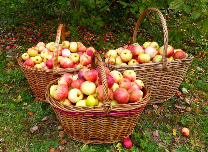Как правильно собирать урожай яблок, груш и слив в августе: советы опытных садовников дача,сад и огород,садоводство,советы огороднику