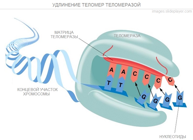 Предел Хейфлика и продолжительность жизни человека наука,стволовые клетки