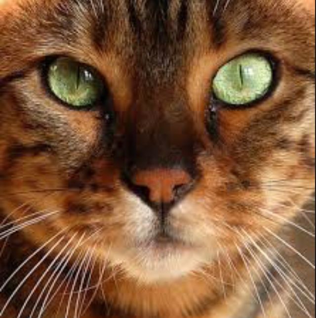 Хвостатый камрад