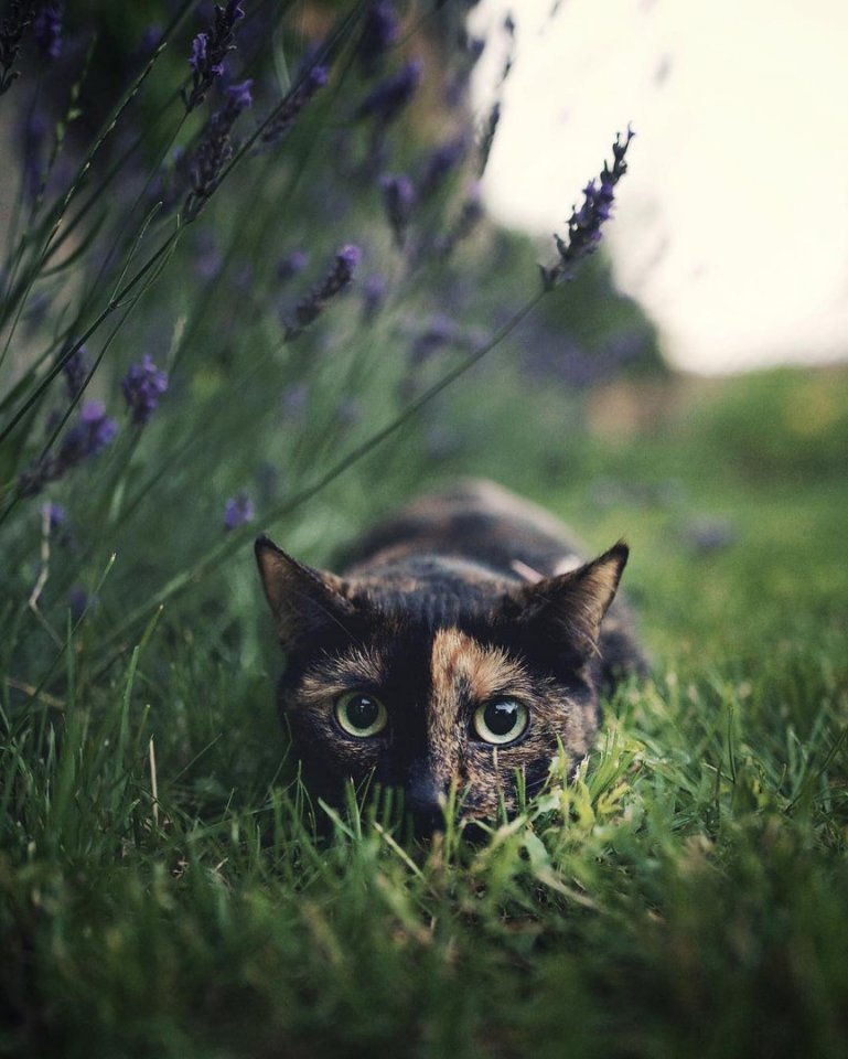 Классные и прикольные фото из сети красивые фотографии,прикольные картинки,шикарные фотографии