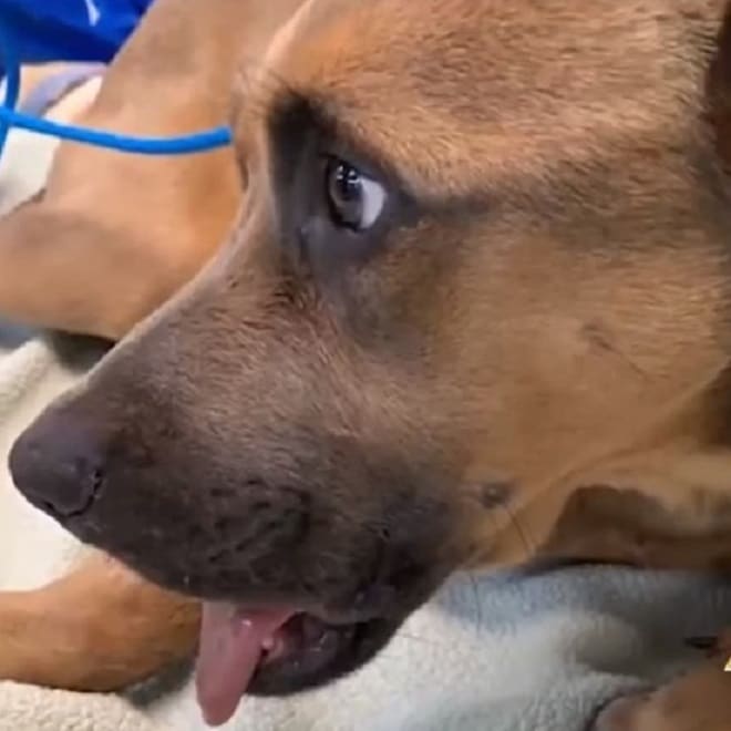 Собака грустная 