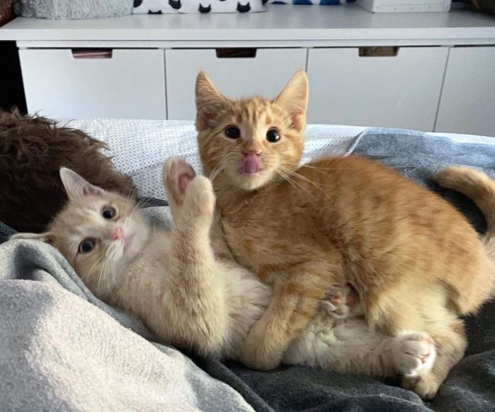 Без кота и жизнь не та