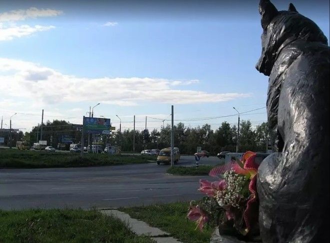 SЭти 10 историй доказывают что люди не заслуживают собак