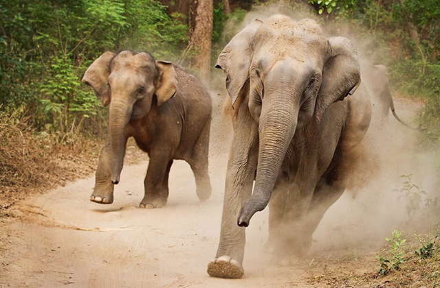 Мифы и факты о жизни слонов: почему они боятся мышей