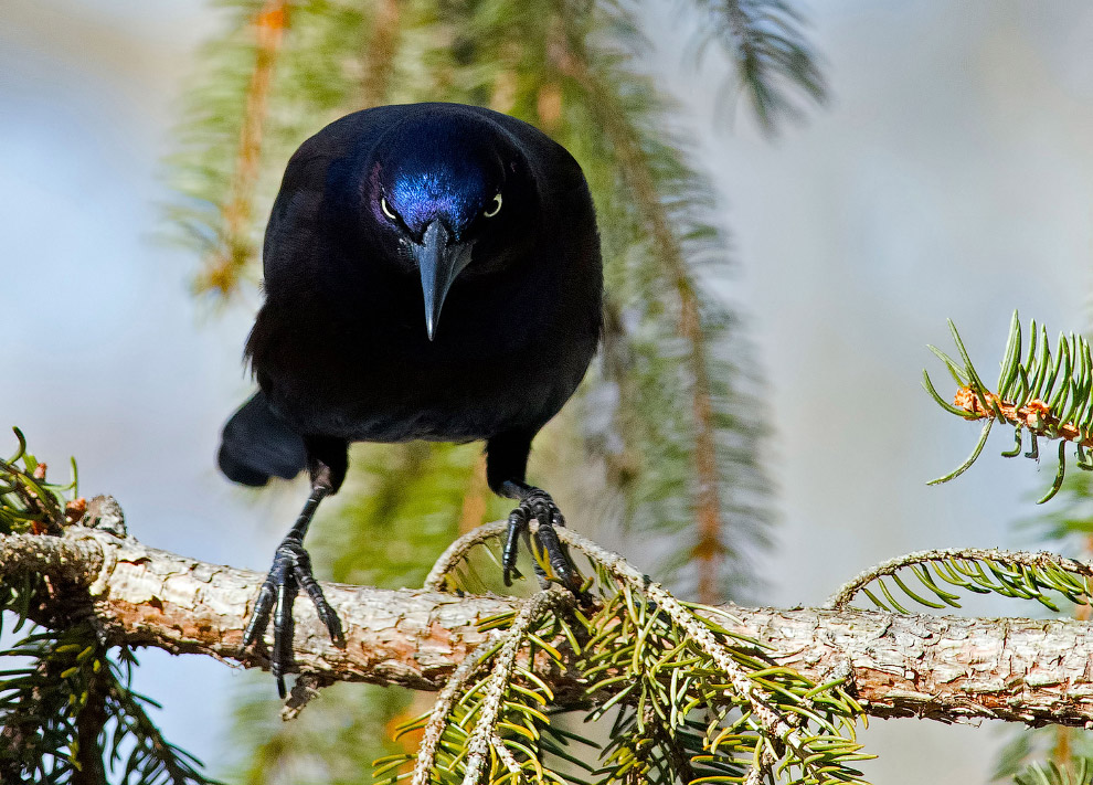 Удивительные фото птиц с конкурса Audubon Photography Awards 2017