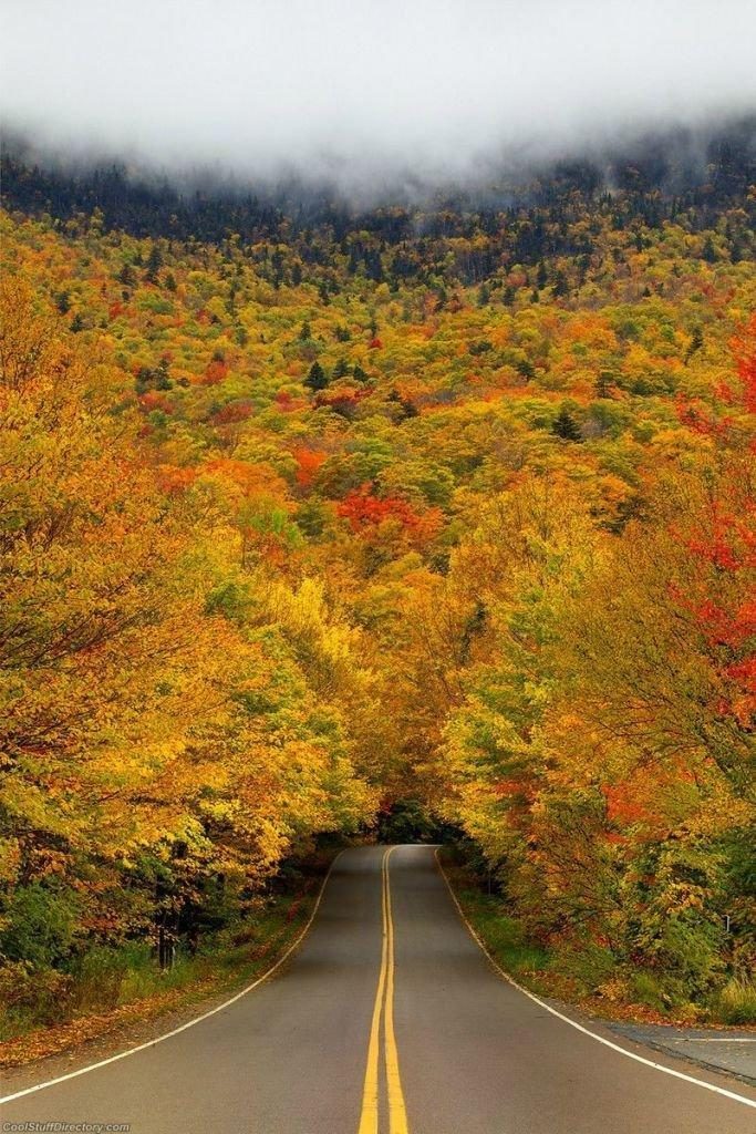 Топ-10 фантастически красивых туннелей из деревьев со всего мира деревьев, туннель, можно, города, Япония, глициний, более, Туннель, деревья, Японии, вишни, парке, Некоторые, является, чтобы, проход, человека, здесь, буквально, находится