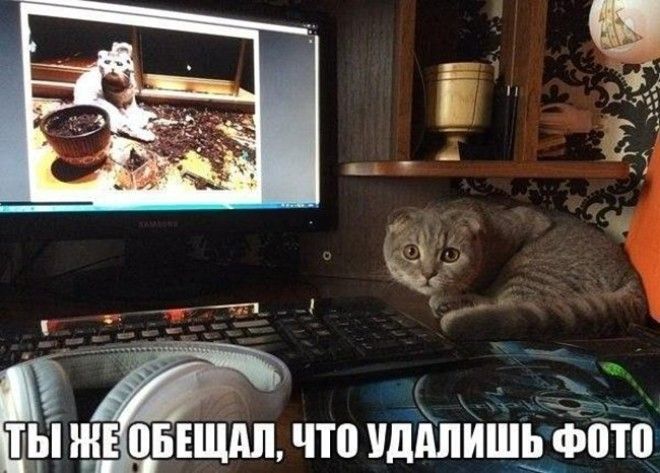 Подборка фото забавных котов и котят со смешными надписями ) Подборка фото забавных котов и котят со смешными надписями )