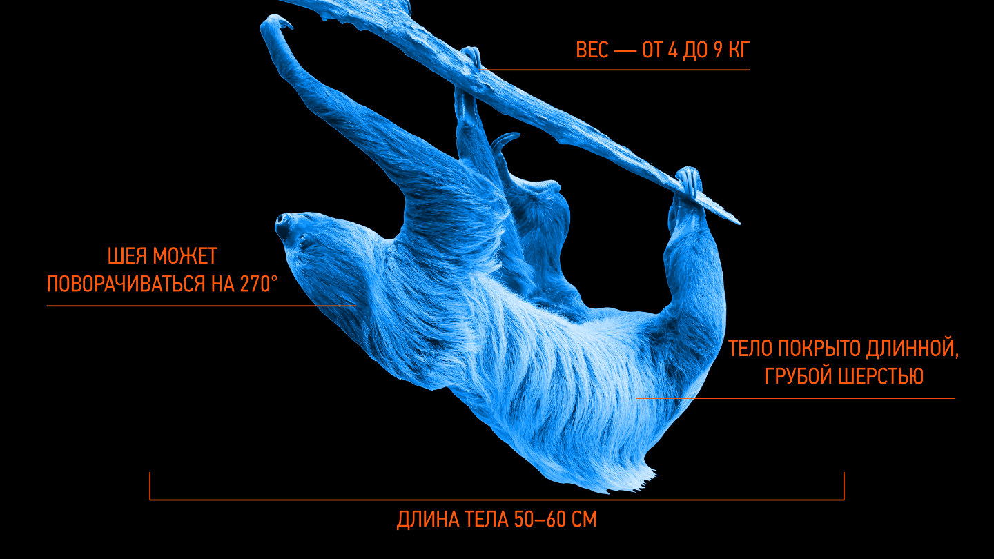 как выглядит ленивец