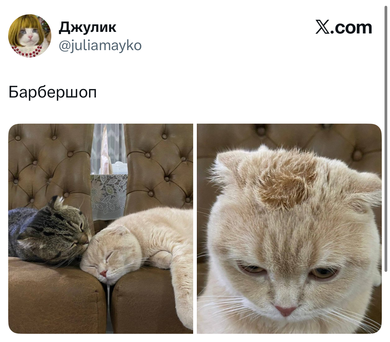 Самые смешные шутки четверга и «абсолютно любой сербский фильм» format-article,noindex,twitter (твиттер),социальная сеть,Развлечения