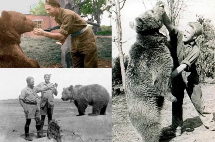 Капрал Войтек: история о медведе-герое, который воевал во Второй Мировой 