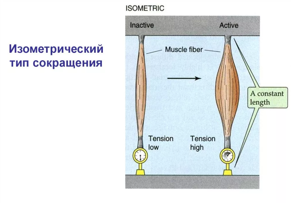 Волевая гимнастика от академика Микулина. На 3 минуты! Самая невидимая из всех невидимых! Микулин, Микулина, мышцы, мотор, возрасте, такой, организма, итоге, гимнастики, только, академик, делать, может, возможности, своей, изменяется, очень, системе, систему, Александрович