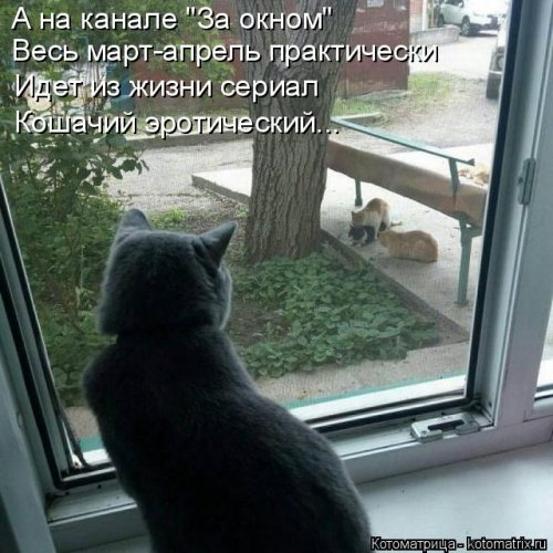 Новая котоматрица для настроения (20 фото)