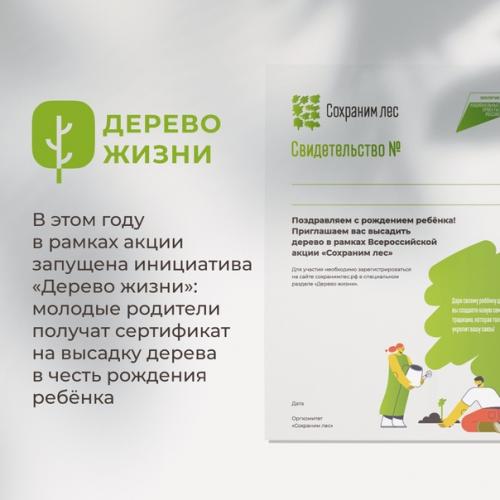 Более 70 млн новых деревьев появилось в России. 05
