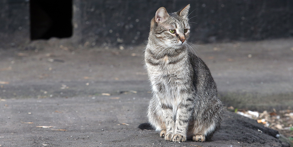 Правительство обяжет открыть подвалы домов для кошек ЖКХ,о недвижимости