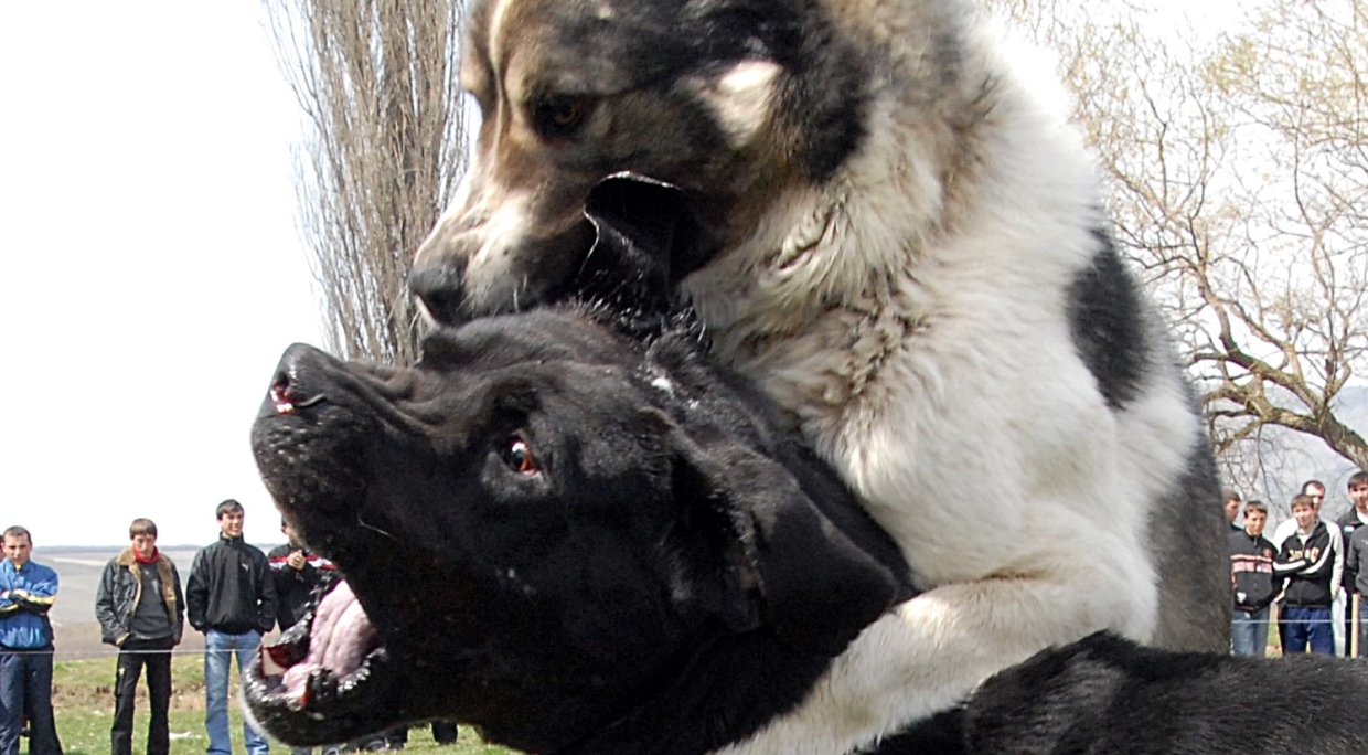 Очевидцы в соцсетях заявили о проведении собачьих боев в Крыму